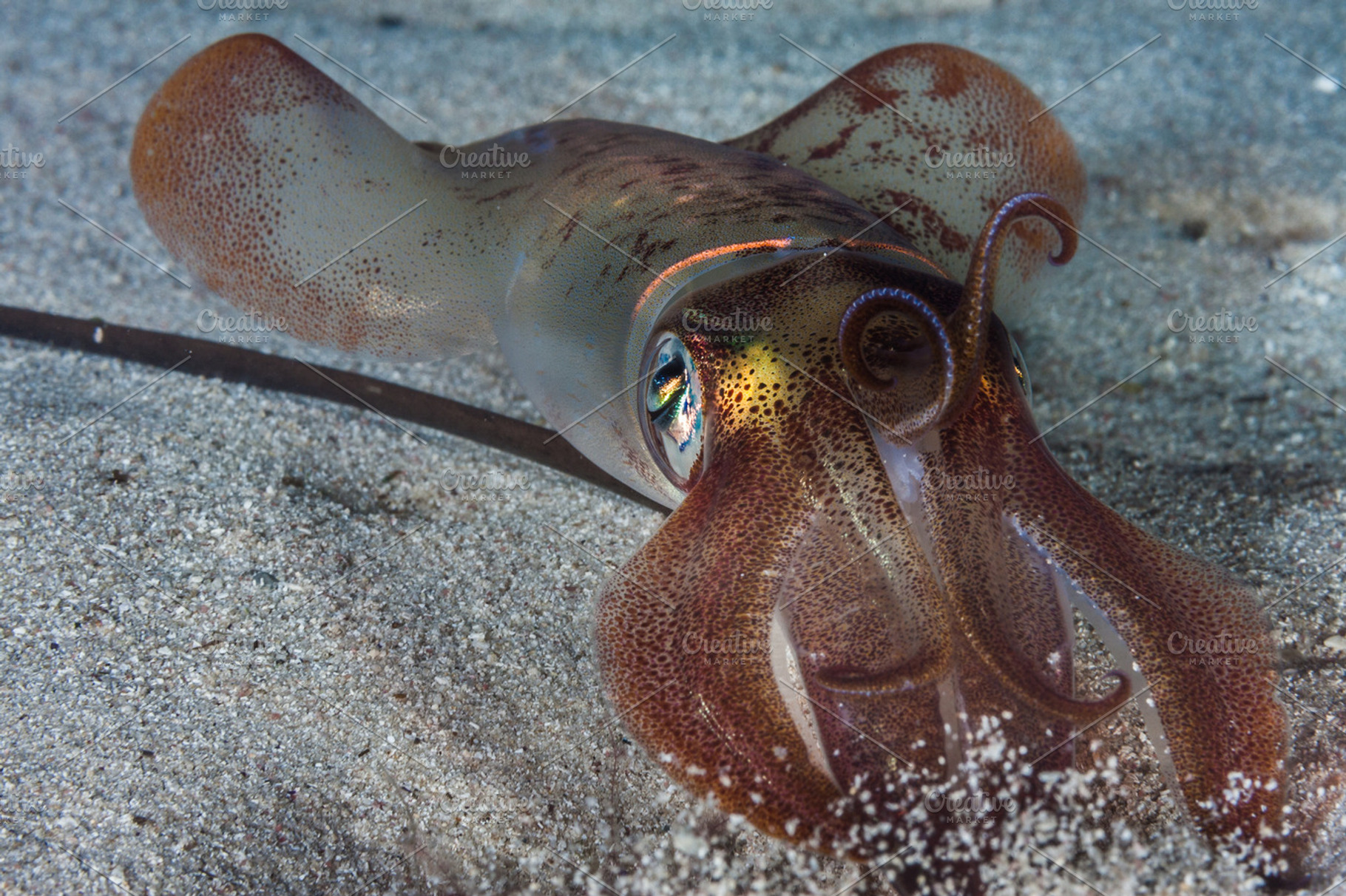 Squid Portrait, Loligo vulgaris, an Animal Photo by atussub