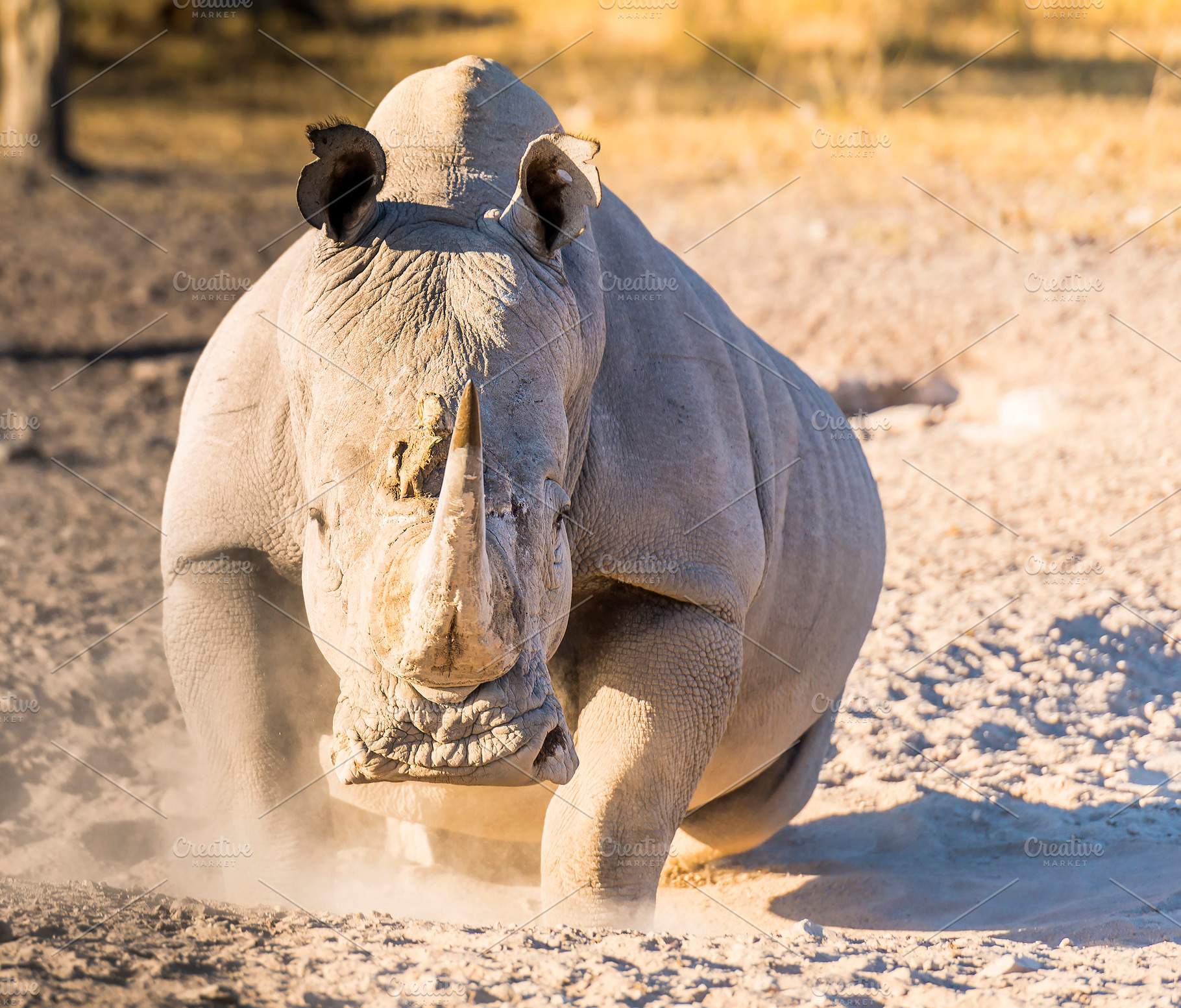 White Rhino Angry, an Animal Photo by THP Creative
