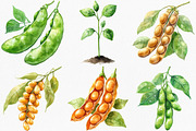 Watercolor Soybean Clipart Bundle, an Illustration by Canvas Craft (Thumbnail 5 of 8)