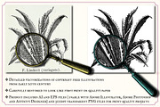 Vintage Cacti and Succulents, an Object Illustration by Mr Vintage (Thumbnail 2 of 11)