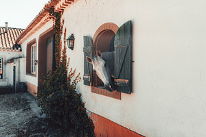 Gray Horse at Rustic Stable Window, an Animal Photo by SkyNext