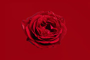 Red rose with water droplets, a Nature Photo by Bloomstock studio (Thumbnail 2 of 2)