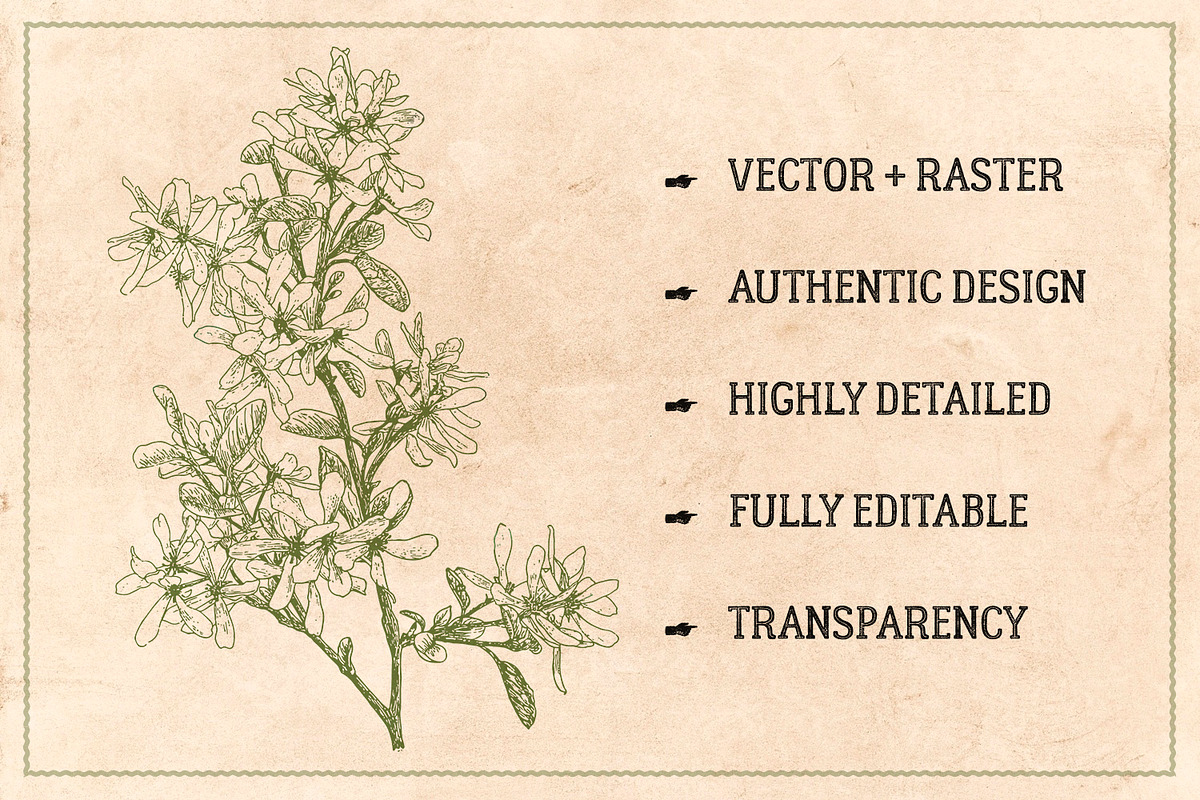 100 Vintage Leaves & Branches 2, an Illustration by Brigantine Designs (Photo 2 of 8)
