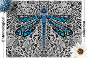 Entomological collection insect, a Decorative Illustration by Moonflora (Thumbnail 2 of 13)