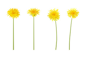 Vector Object Brushes.Dandelion.