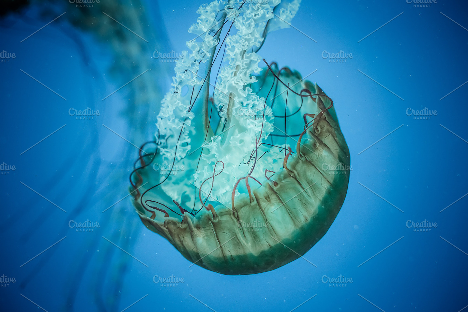 Jelly fish stock photograph, an Animal Photo by ACF Designs