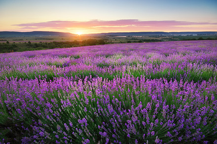 Meadow of lavender containing lavender, field, and meadow, a Nature Photo by djgis
