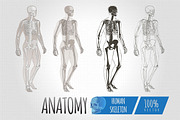 Anatomy Human Body skeleton vector, a Healthcare Illustration by Alltruecolours (Thumbnail 1 of 4)