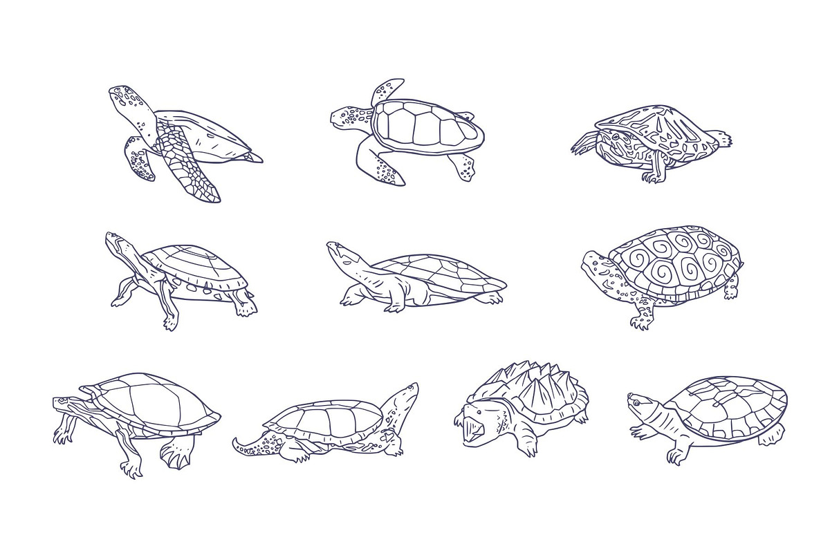 Turtle Breeds Hand Drawn, an Animal Illustration by SLAB! Design (Photo 2 of 3)