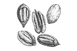 pecan nut set sketch hand drawn, a Food Illustration by pikepicture