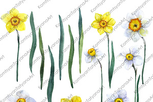 Watercolor Clipart. Daffodil Png