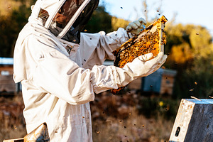 Beekeeper working collect honey containing beekeeper, bee, and honeycomb