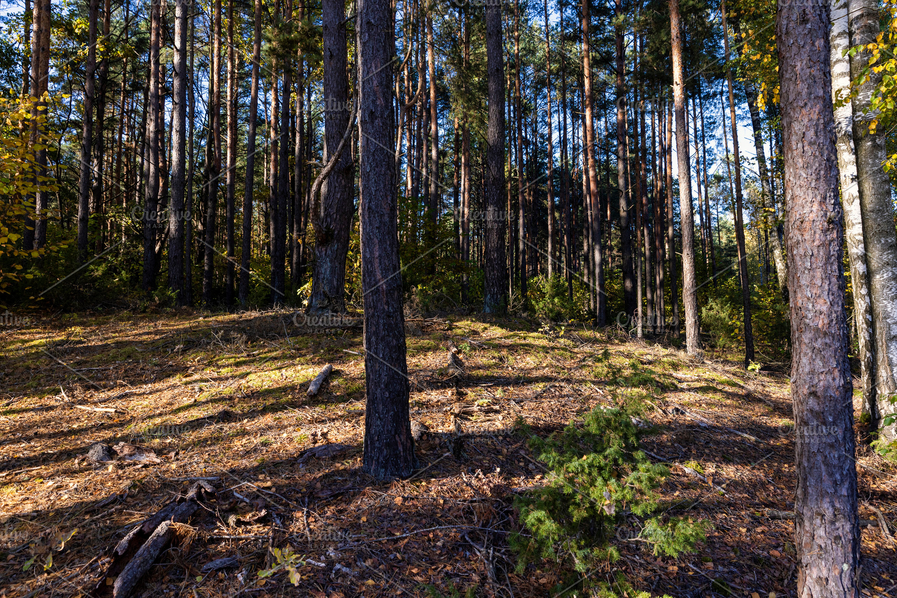 Autumn forest with trees during leaf fall, a Photo by MyPhotos