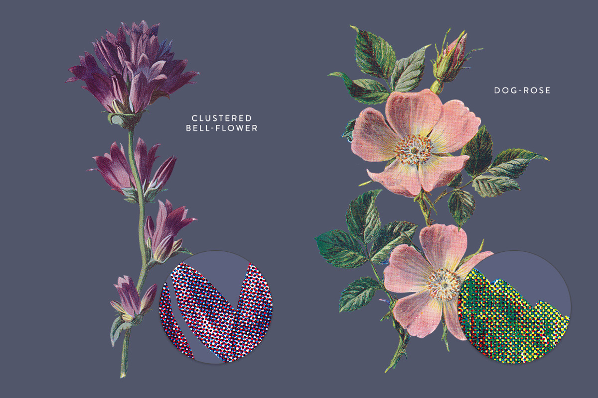 Vintage Flowers Vol.01 - Extra Large, an Illustration by Greta Ivy (Photo 12 of 18)