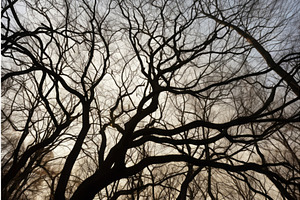 Leafless Tree Branches. Generate Ai