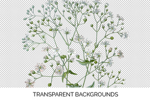 Babys Breath Clipart