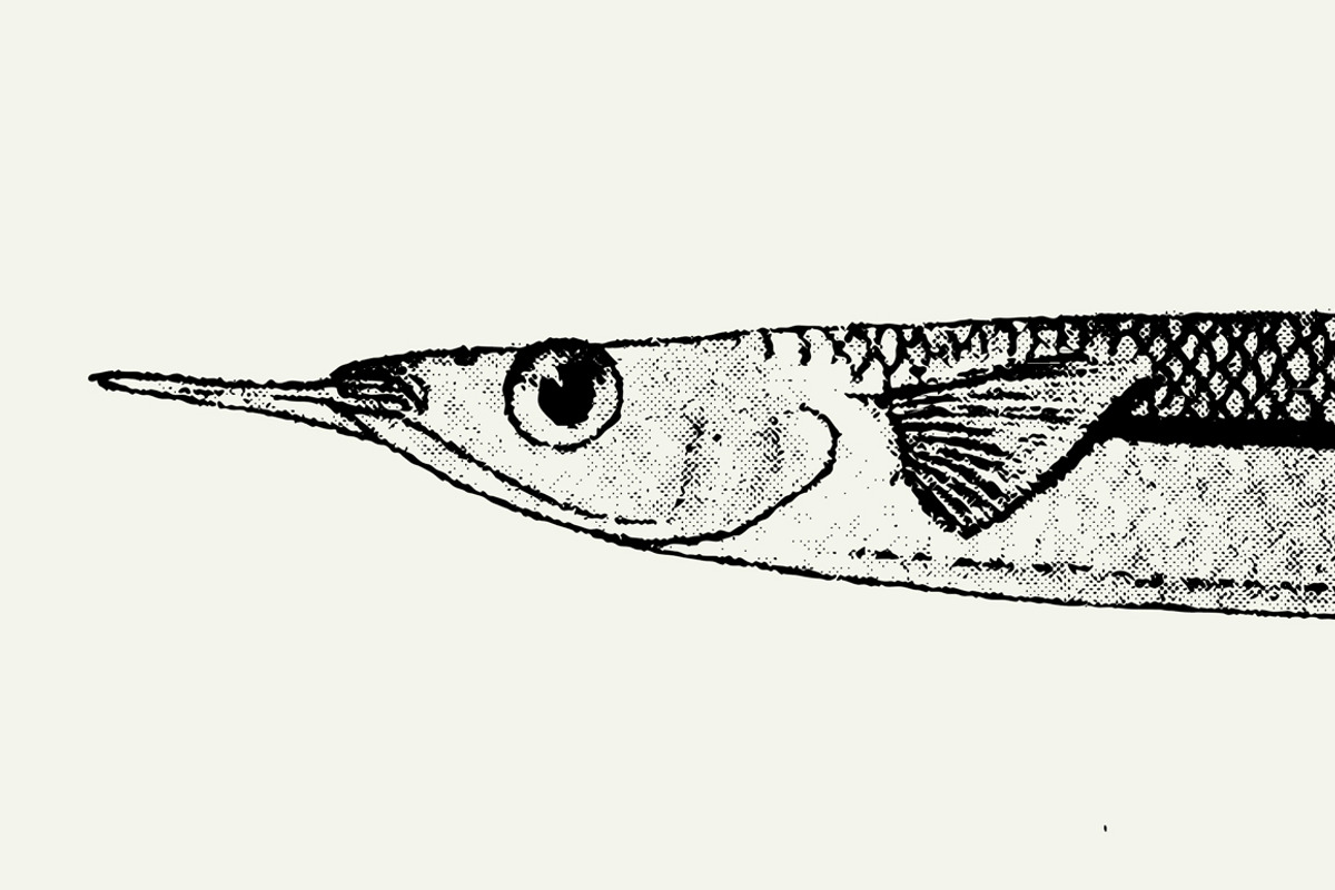 Fish Illustrations, an Object Graphic by Nomad Visuals (Photo 5 of 11)