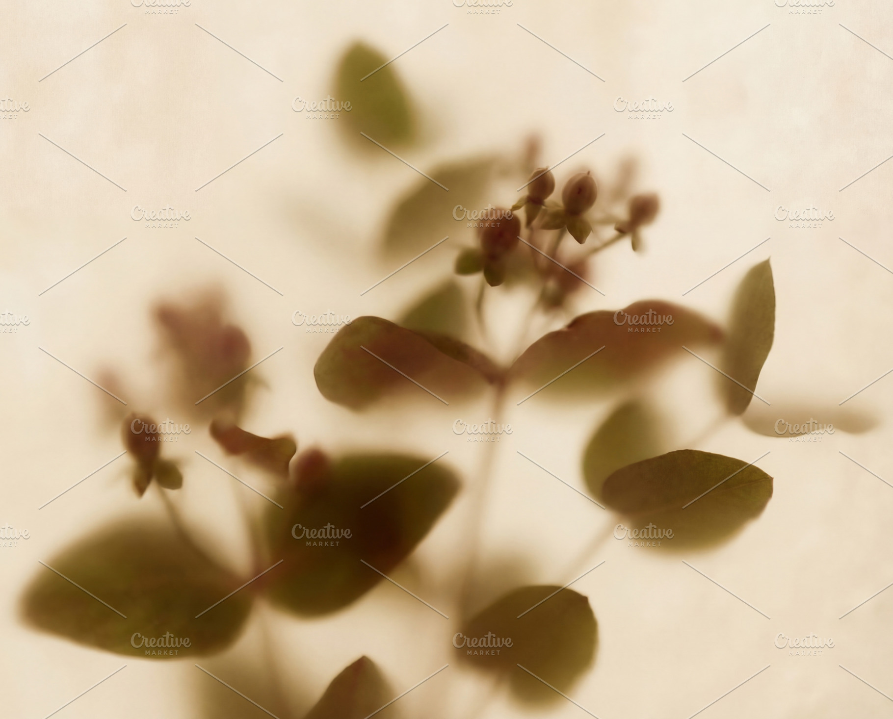 Soft Focus Botanical Silhouette, a Nature Photo by Virgo Studio