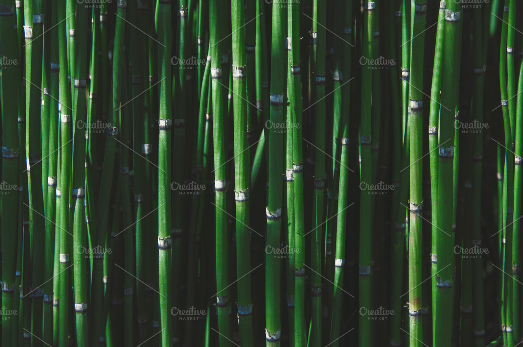 Bamboo featuring bamboo, green, and wall of bamboo, a Nature Photo by Nat Studio