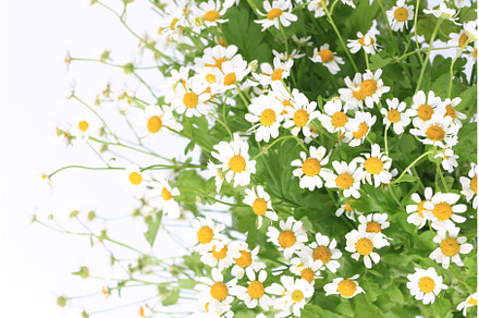 daisy with soft focus on white, a Nature Photo by sabyna75