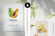 Fruits and Vegetables Encyclopedia, a Food Illustration by Anastezia Luneva (Thumbnail 2 of 9)