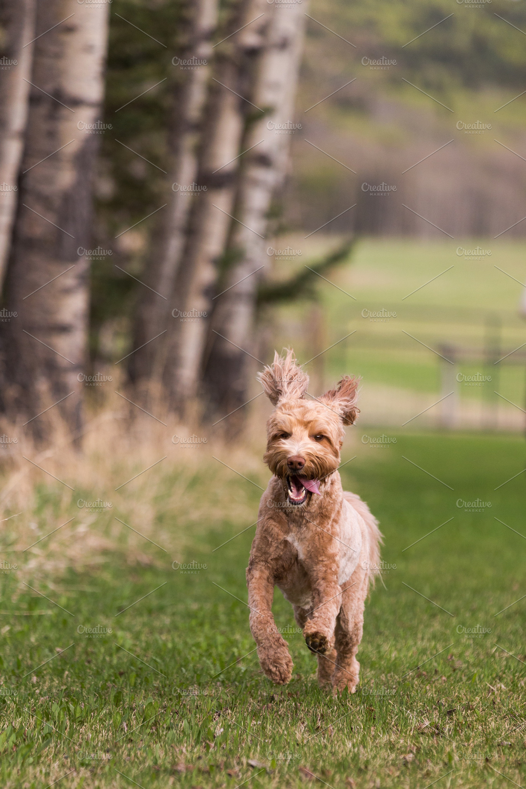 Labradoodle Dog Running, an Animal Photo by BrindleBerry Acres