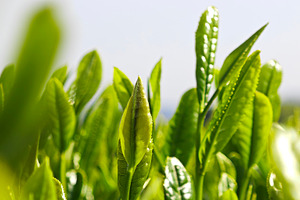 Fresh young tea leaves, symbolizing organic farming, natural ing, a Photo by salmon.black