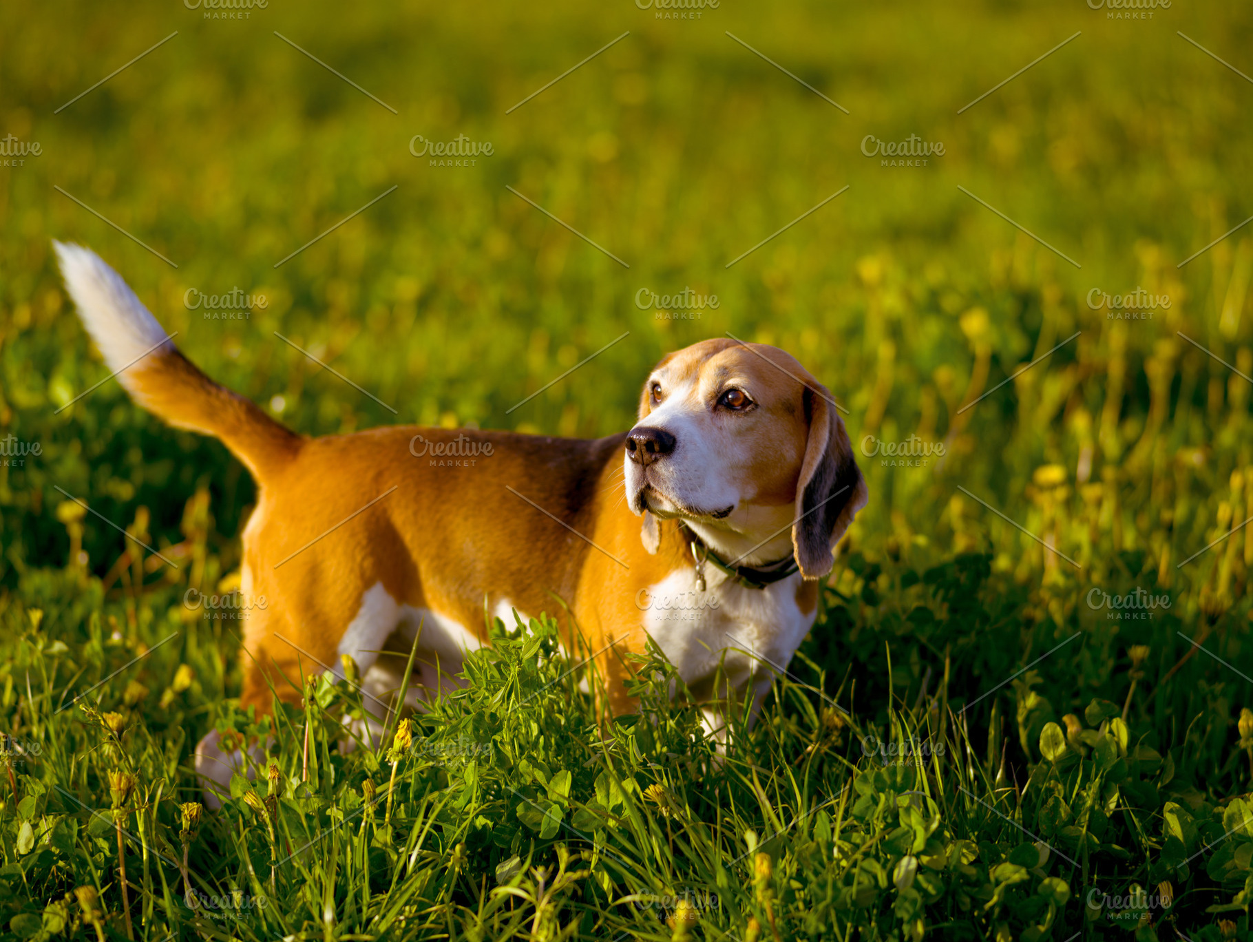 Beagle hunting dog for a walk, an Animal Photo by oleghz