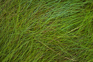 Green grass texture stock photo containing texture and herb