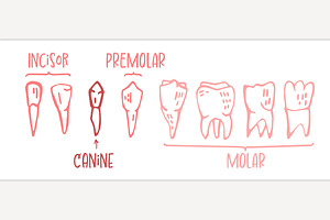 Adult tooth names chart. Editable, a Healthcare Illustration by Anna's Shop