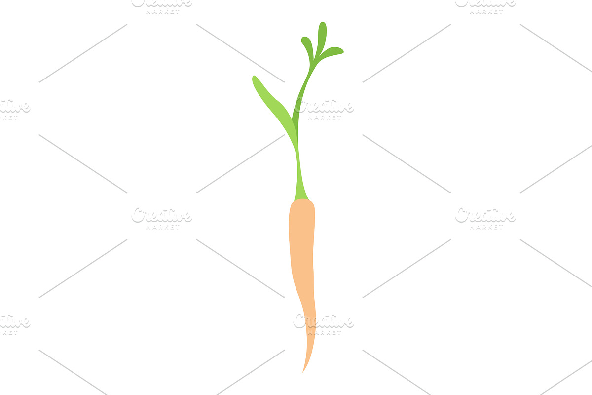 Carrot life cycle element. Carrot, a Food Illustration by the8monkey