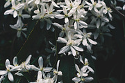 Dark and Moody Tropical Flowers, a Nature Photo by Nat Studio (Thumbnail 1 of 2)