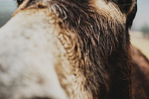 Misty Morning Donkey Portrait, an Animal Photo by René Jordaan Photography
