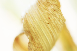 Vertical macro shot of a dry curled petal showing detailed ribbed texture. High, a Nature Photo by Rohan Photography