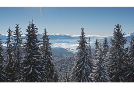Aerial view of snow covered pine