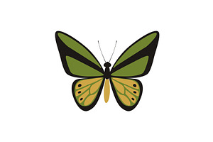 Goliath Birdwing butterfly -, an Animal Illustration by Nadzin