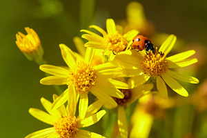 Ladybug on Yellow Daisies: A Vibrant Summer Scene., a Nature Photo by Rohan Photography