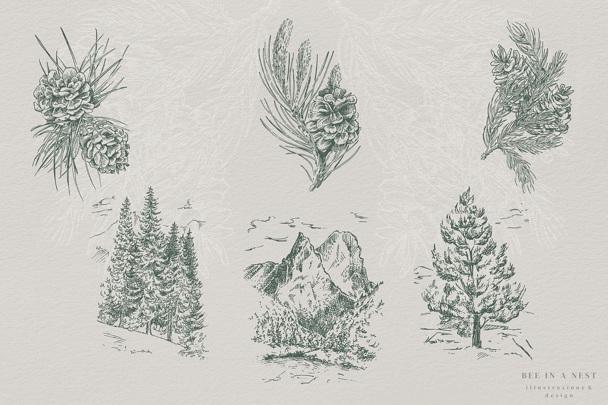 Coniferous Forest - vctr line art, an Illustration by Bee_in_a_Nest (Photo 2 of 3)