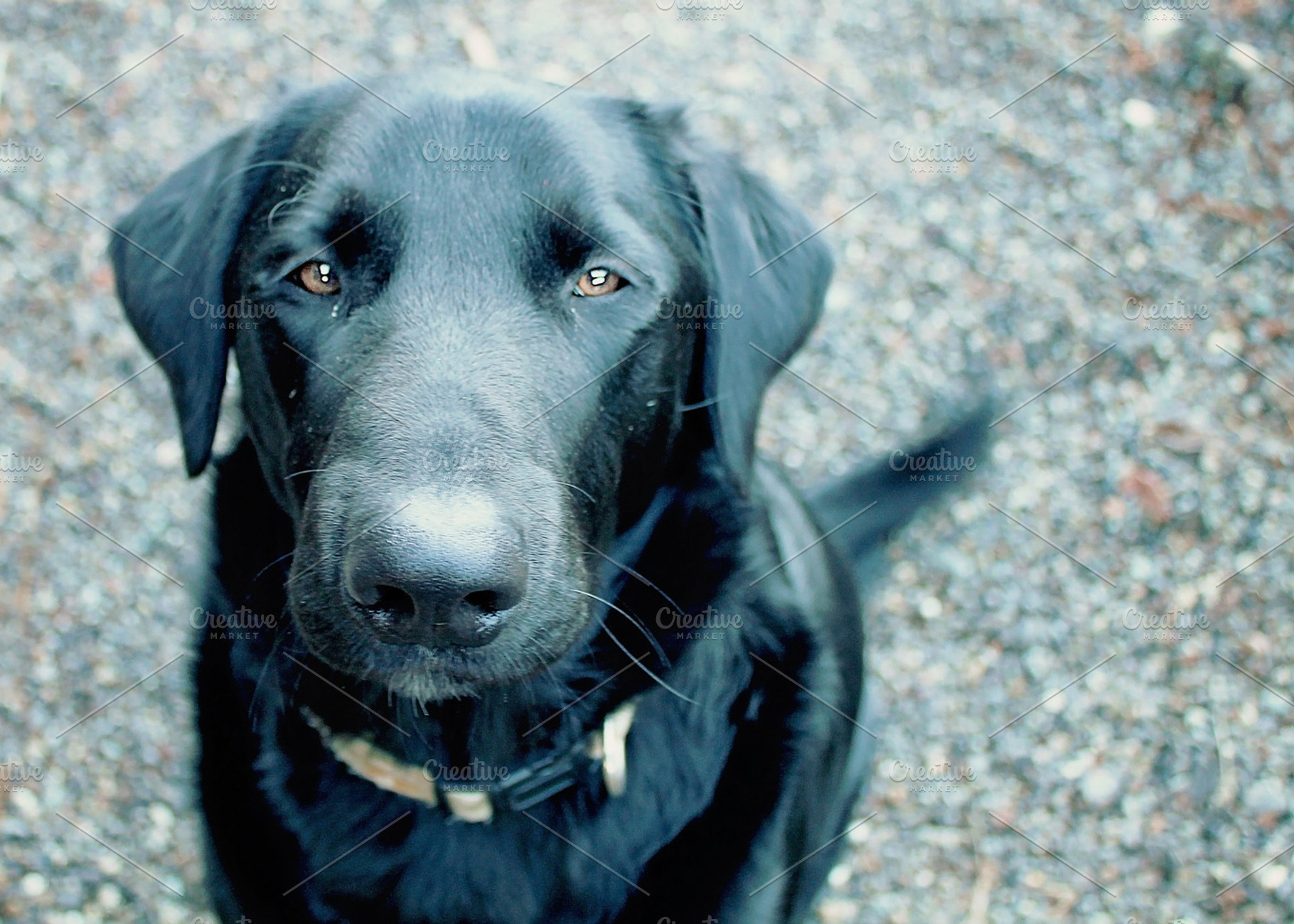 Big Black Dog