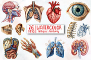 Antique Anatomy clipart, an Illustration by Designworld (Thumbnail 1 of 4)