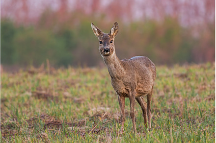 Roe deer doe in winter coating at, an Animal Photo by WildMedia