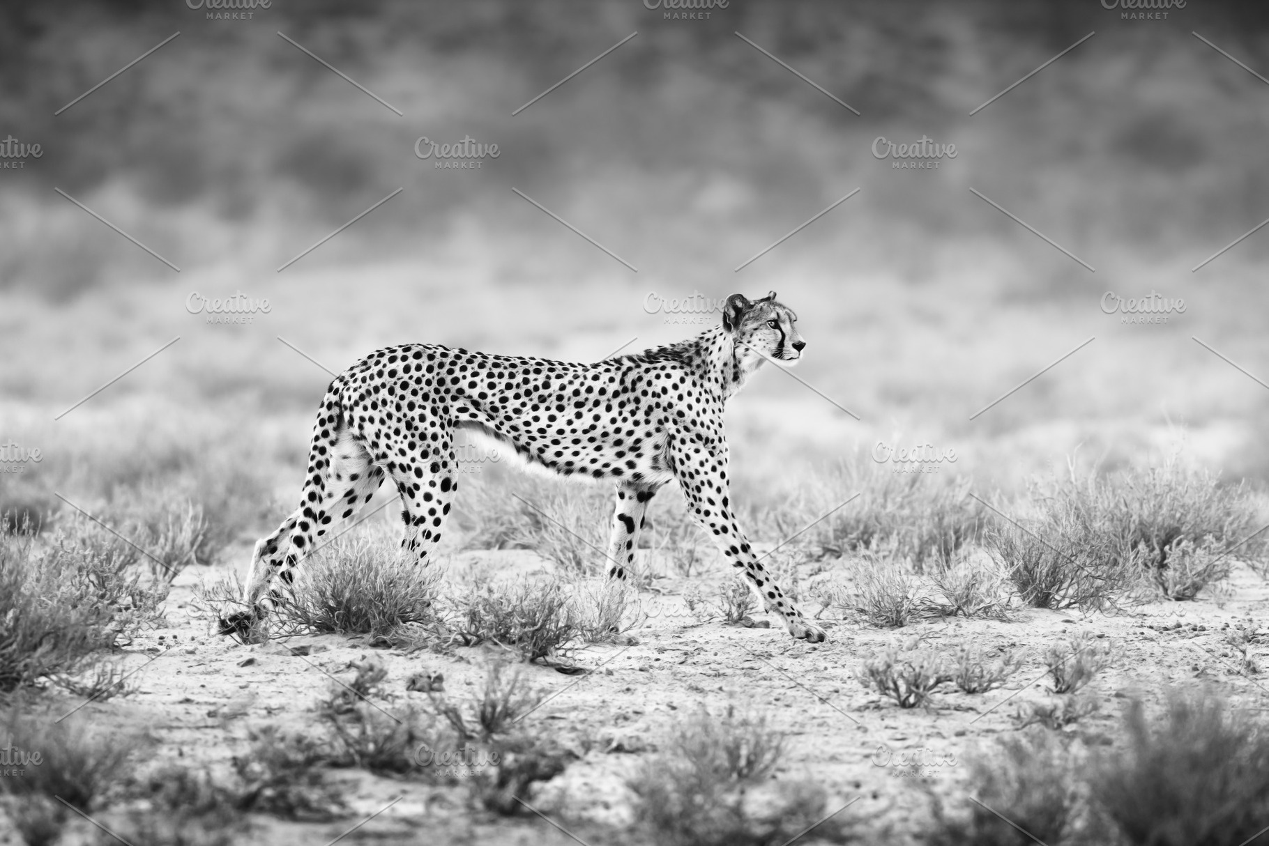 Cheetah in black and white, an Animal Photo by Etienne & Yolandi Outram