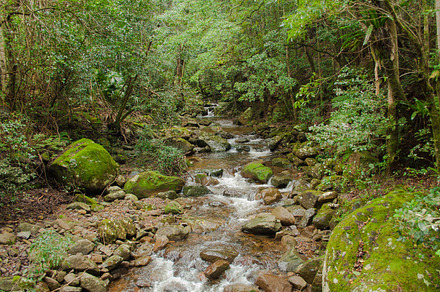 Australian Rainforest Waterfall Containing Waterfall Water And Australia preview 6