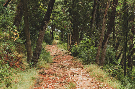 Stone Paved Path in the Pine Woods, a Nature Photo by Andriana Syvanych