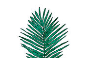 Watercolor palm leaves clipart, an Illustration by Watercolor_Vector Graphic (Thumbnail 11 of 15)