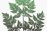 Herbarium: Set 1, a Decorative Illustration by Texture Fabrik (Thumbnail 11 of 19)