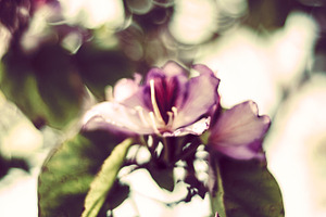 Flowers Autumn
