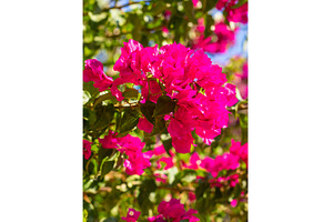 Bougainvillea flowers bloom, a Nature Photo by yanadjana