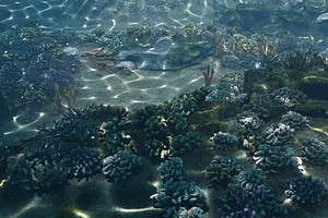 Underwater Coral Reef Habitat Ocean