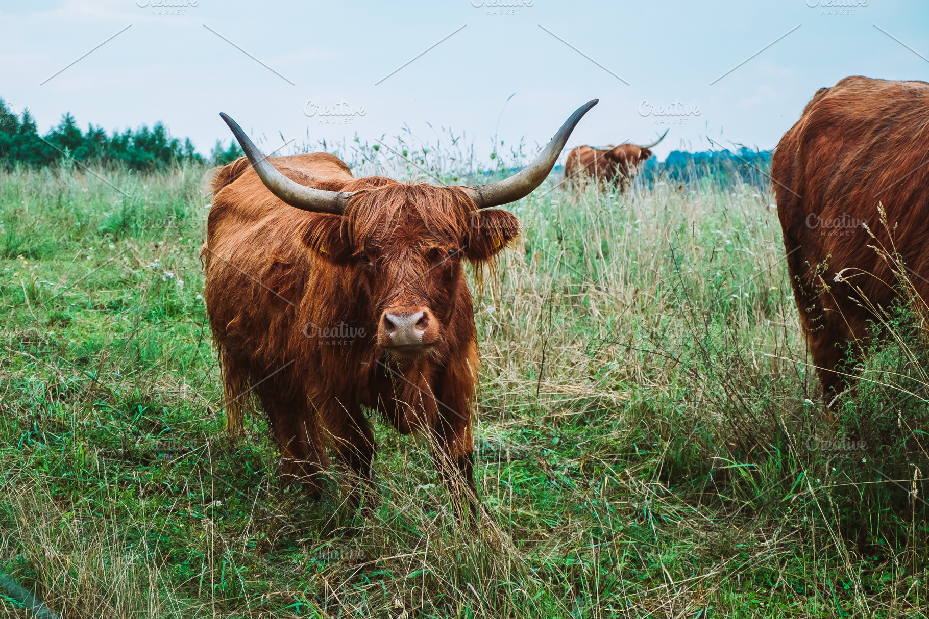 Scottish highland cows in field featuring cow, cattle, and animal, an Animal Photo by Valeryia P.